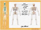 xijq_body-skeleton-4-2.jpg