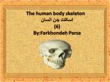 ybim_body-skeleton-6-1.jpg