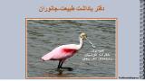 ys8l_stork-5-3.jpg