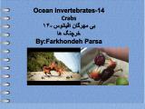 z1al_ocean_invertebrates-14-1.jpg
