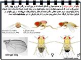 z2lb_insects-12-12.jpg