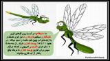 z569_l-s-c-dragonfly-7.jpg