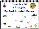 z9yd_insects-14-1.jpg